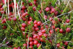 19-Calafate berries